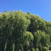 Look out for the huge stunning weeping willows all along the path
