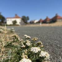 If you look to the floor, you’ll find all kinds of little flowers. This Yarrow was perched at the edge of the lawn.