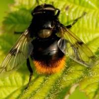 Other species like the bumblebee hoverfly have evolved to resemble bees.  This mimicry of fiercer insects helps protect them from predators.