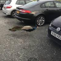 Peacock in the car park