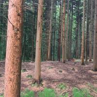 The soft and bouncy floor is covered in pine needles.