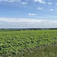 Gaze out over the fields at the farmers crops. Mmm delicious.