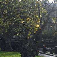 There are 6 old Indian bean trees beneath Big Ben. These unusual North American trees have fabulously contorted trunks in old age.