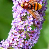 In spring and summer you can see a wide variety of bee species feeding here, as well as hoverflies, butterflies and day-flying moths.