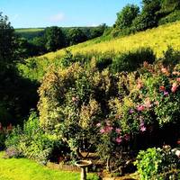 We stayed at Combas Farm near Croyde. Their garden is so amazing and the owners are so friendly.