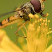 You can tell a hoverfly from a wasp by its single pair of wings vs a wasp's two pairs, and it's ability to hover stationary in mid air.