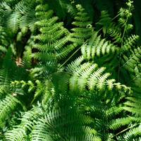 Pretty ferns 🌿