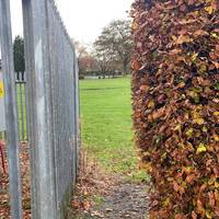 There’s a path into the park between the fence and the beech hedge, looking magnificent in its autumn colours.