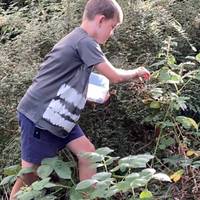 My son picking wild raspberries & blackberries take them home wash them lovely