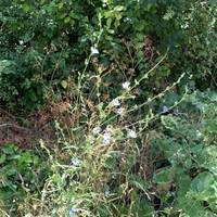 Admire the wild nature in this urban park (this is common chicory)