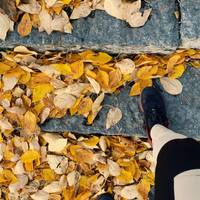 Who doesn’t love a hike in the fallen autumn leaves ?!