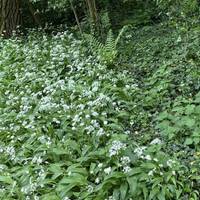 In spring you can find beautiful wild garlic on your right. Tastes great in homemade pesto!