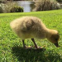 In spring you might be lucky enough to see little chicks following their mummy around. 