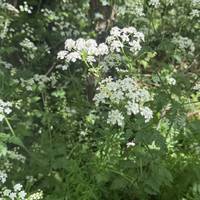 Take a sec to admire the beautiful flora either side of you, like this cow parsley!