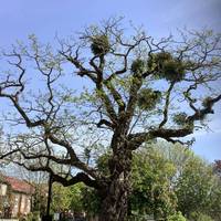 You may notice large growths of mistletoe in some trees along Ingrave Road. Mistletoe is a parasite which partially lives off its host tree.