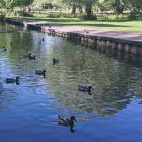 Pass through Lammas land, cross the bridge to Sheep’s green. Look at the shadows, reflections, perhaps you see ripples surrounding ducks.