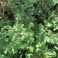 This is a type of burdock