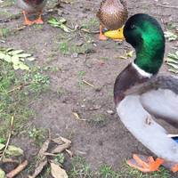 Lovely shiny green heads, this one looks like he's dipped his head in a pot of green paint 🎨 