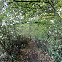 Follow the path to the right through the trees.