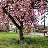 When the cherry blossom is in bloom you’ll be treated to a wonderful pink canopy.