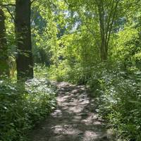 Keep ascending up through the peaceful woodland, taking in the bird song and sounds of the stream running parallel to the walk.