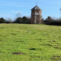 Walk (or run like the dog!) up the hill on the trodden path