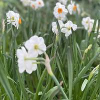 Stat at jubilee park - the daffodils are out in patches, brightening up the start of the walk