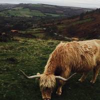 Highland cows have huge horns but are not scary at all. However you should be careful if there are young calves around or you have a dog.