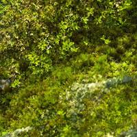 Moss was the first plant on earth and dates back 450 million years. It has survived and thrived through a range of drastic climate changes.