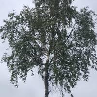 Walk down to Strathtay Avenue, the main vehicle access to the hospital and turn right. Take a moment to notice the tall silver birch trees.