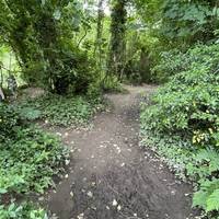 At the base of the steps follow the earth path through the wooded area.