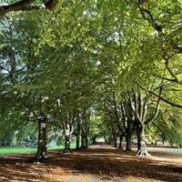 Follow the beautiful tree-lined path to the end of the road enjoying the shadows and light created from the trees as you walk.