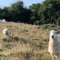 Loads of sheep (and pheasants) in the pasture next to the path on the way down