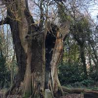 Look out for the 400 year old oak. You are on the Acorn Path now.