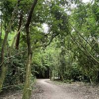 The path changes from gravel to earth and winds through the forest.