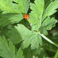 If you look even closer you might spot some bug life, like this beautiful seven-spot-ladybird 🐞.