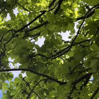 If you look up you’ll see beautiful bunches of leaves on huge horse chestnut trees! 🌳
