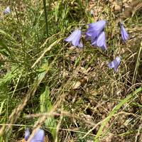 Look out for harebells!