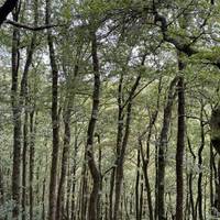 The trail shines a light on Fingle Bridge from above, but be sure to take care when venturing down as this route is rather steep.