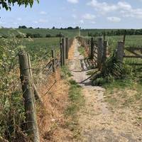 At the footpath crossroads, turn left onto this footpath at the end of the hedge.