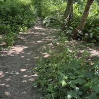 The path can be overgrown and narrow in sections. Ideally wear long trousers due to the brambles.