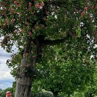 Take note of the beautiful trees dotted throughout the park. Can you spot the Hawthorn tree? In spring, pink blossoms adorn the top.