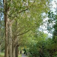 Start at Sevenfields - the sports fields at the Penhill end and go onto the tarmac path alongside the trees.