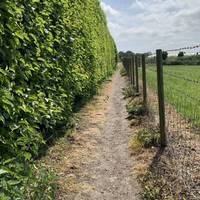 Follow the path with the hedge on your left and fence to your right. The dirt path is narrow here.