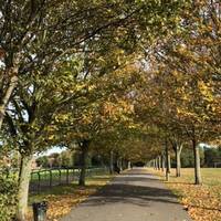 Explore the park as you like or follow this avenue of trees. Did you know that the Capital Ring goes along this same route? 