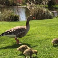 Have a gander at this family. Can you spot them growing up at Wakehurst on your trip?
