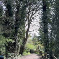 Once you’re at the other end of the car park, just before the overflow car park, you’ll find the wide right-hand path into the woodlands.