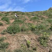 After your briefing from the wildlife staff, head on up the sloped path. Remember to walk anticlockwise around the island.