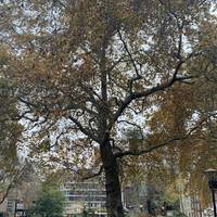 We start this gentle jaunt just outside Embankment Station in the pretty Victoria Embankment Gardens, which includes a small cafe.