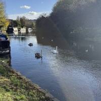 There are many swans, ducks, coots and moorhens on this stretch. It’s also home to many residential moorings and park areas.